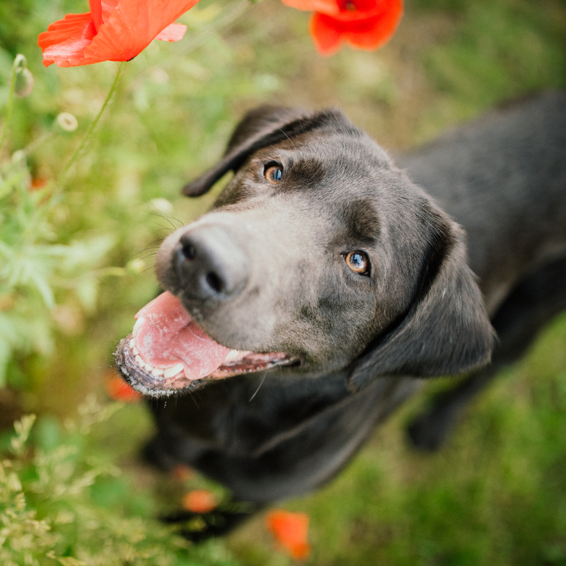 Labradore vom Heidedorf Grateful Bay vom Friedehof