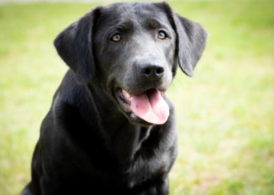 Labradore vom Heidedorf