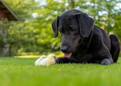 Labradore vom Heidedorf