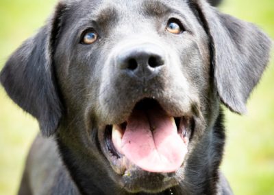 Labradore vom Heidedorf