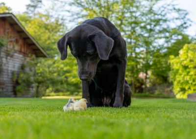 Labradore vom Heidedorf