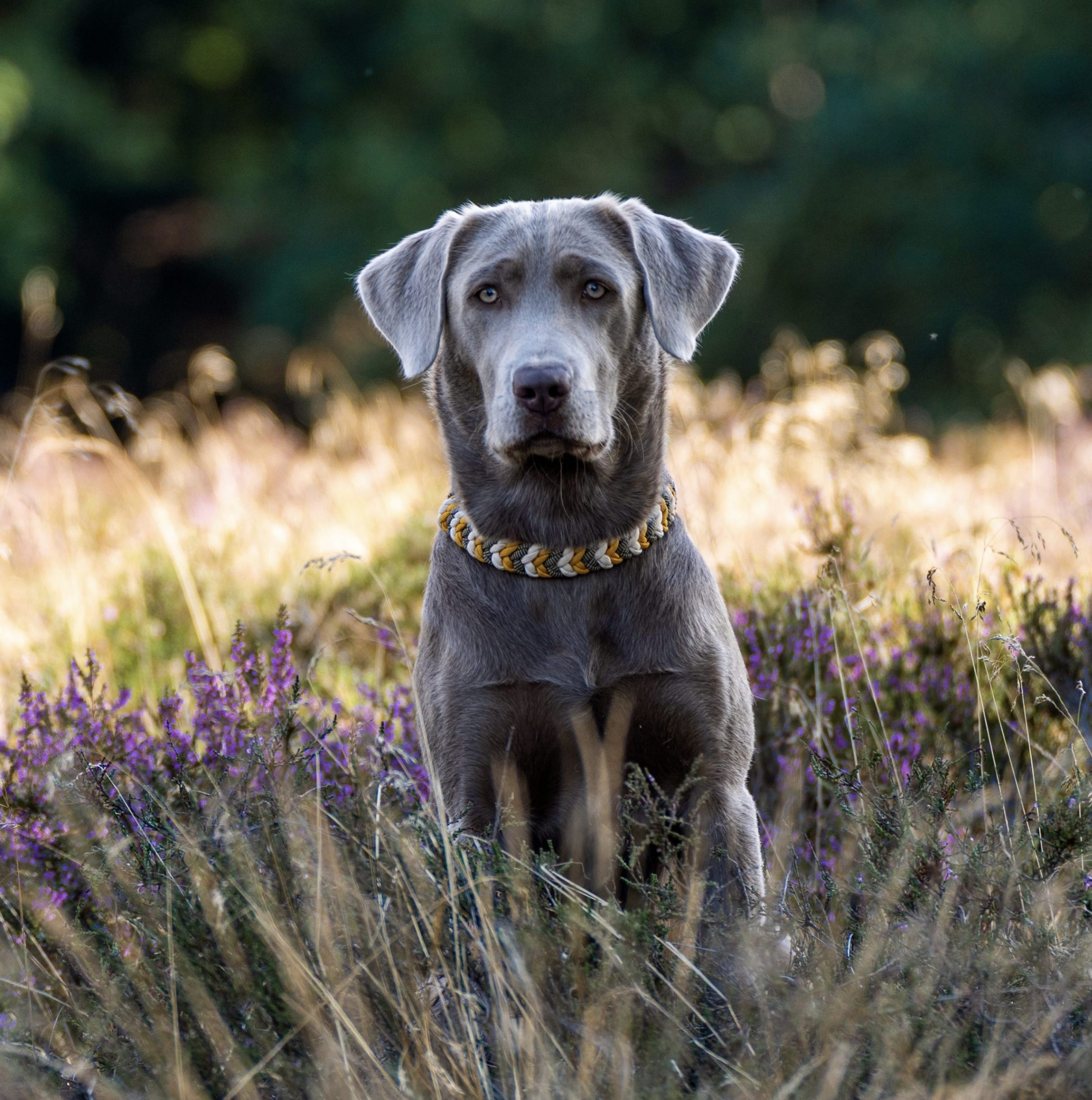 Labradore vom Heidedorf Autumn Leaf vom Heidedorf
