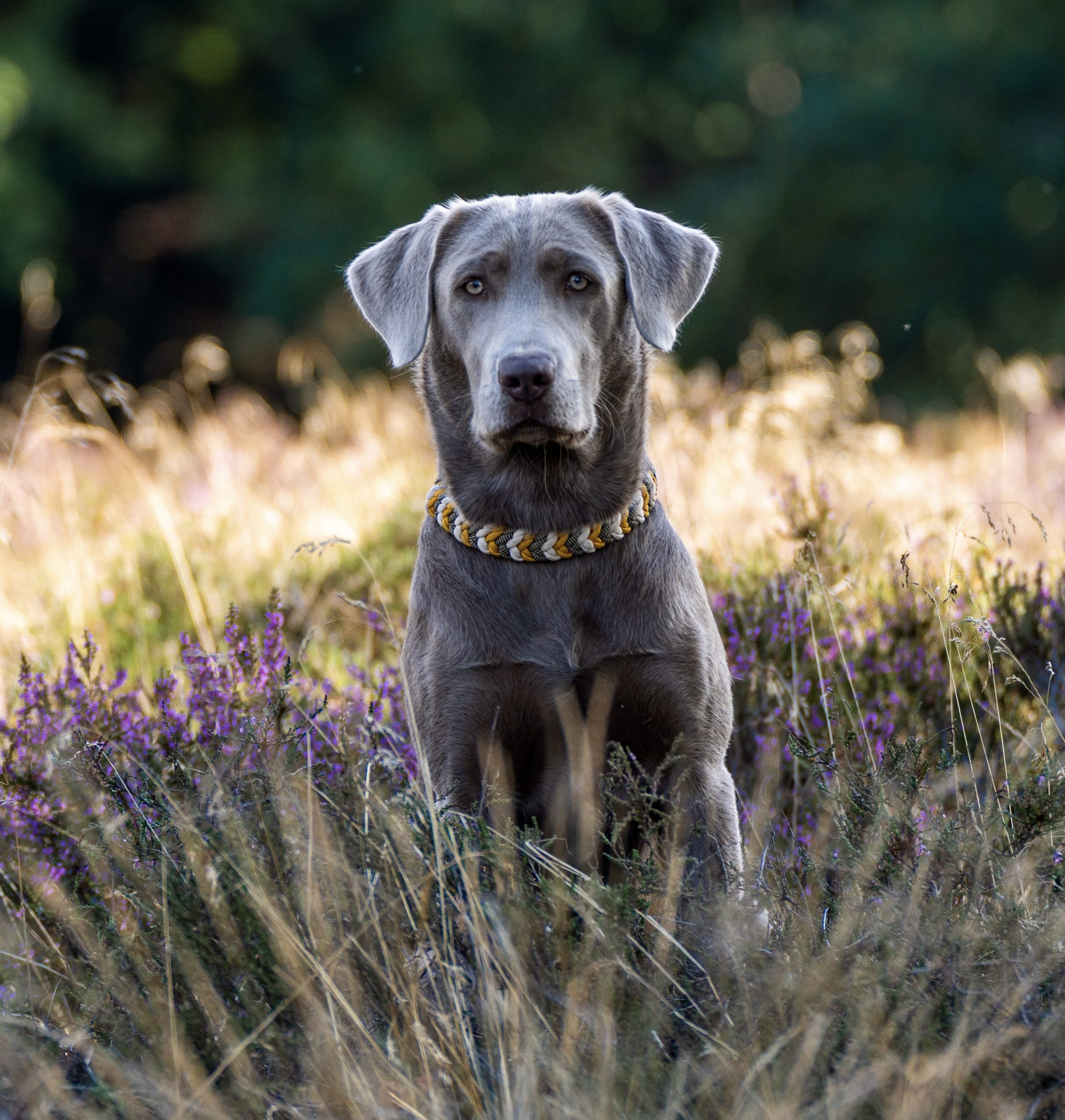 IMG_7898 Autumn Leaf vom Heidedorf