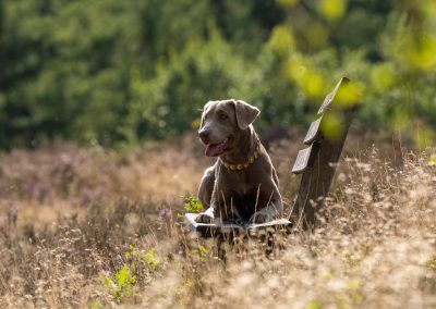 Labradore vom Heidedorf