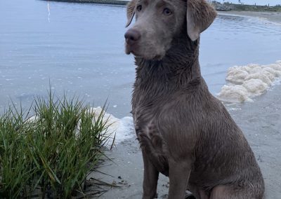 Labradore vom Heidedorf