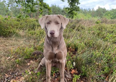 Labradore vom Heidedorf