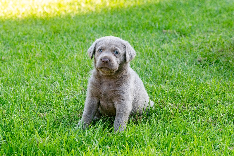 Labradore vom Heidedorf