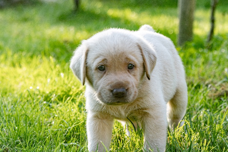 Labradore vom Heidedorf