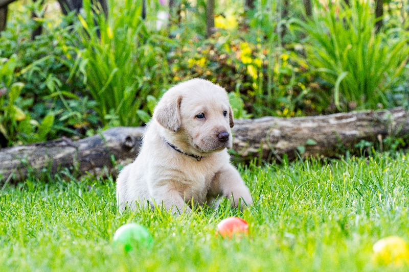 Labradore vom Heidedorf