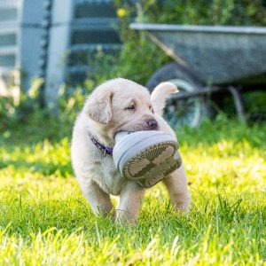 Labradore vom Heidedorf Labradore vom Heidedorf