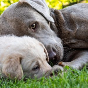 Labradore vom Heidedorf Labradore vom Heidedorf