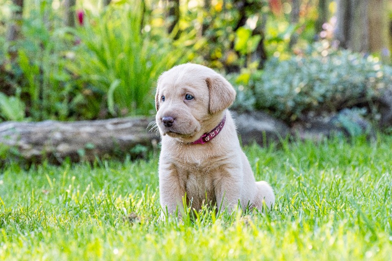 Labradore vom Heidedorf