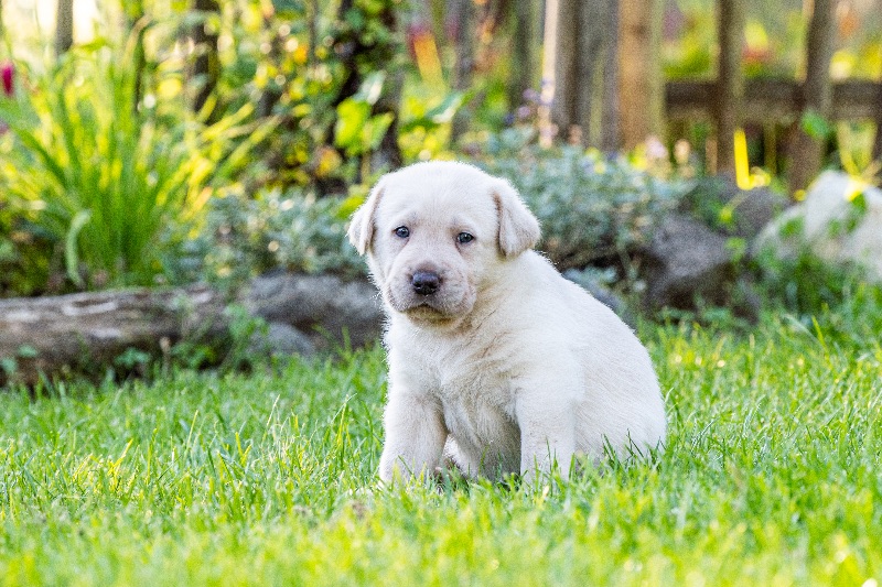 Labradore vom Heidedorf