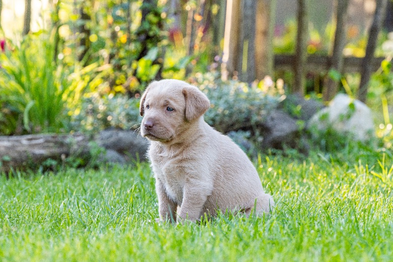 Labradore vom Heidedorf
