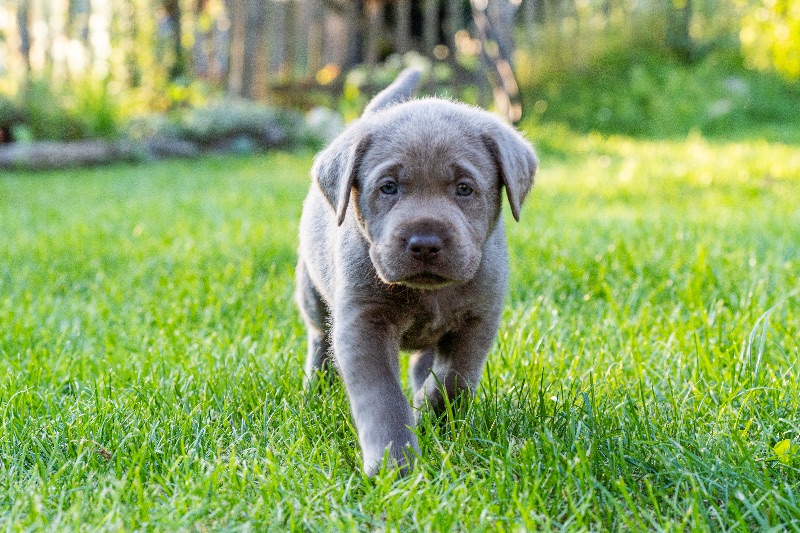 Labradore vom Heidedorf