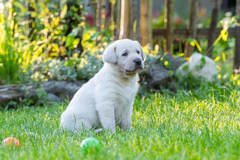 Labradore vom Heidedorf