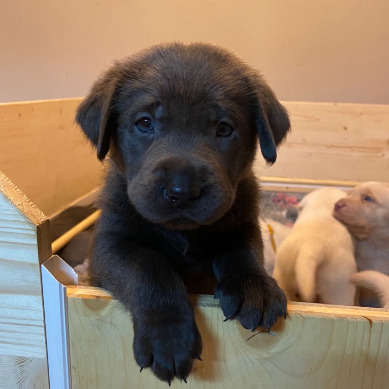 Labradore vom Heidedorf