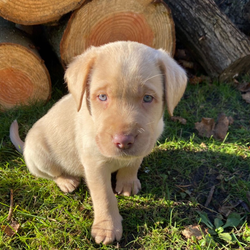 Labradore vom Heidedorf