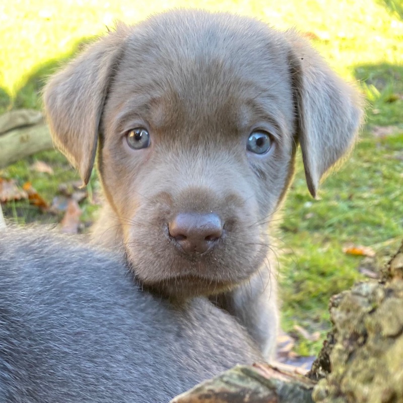 Labradore vom Heidedorf