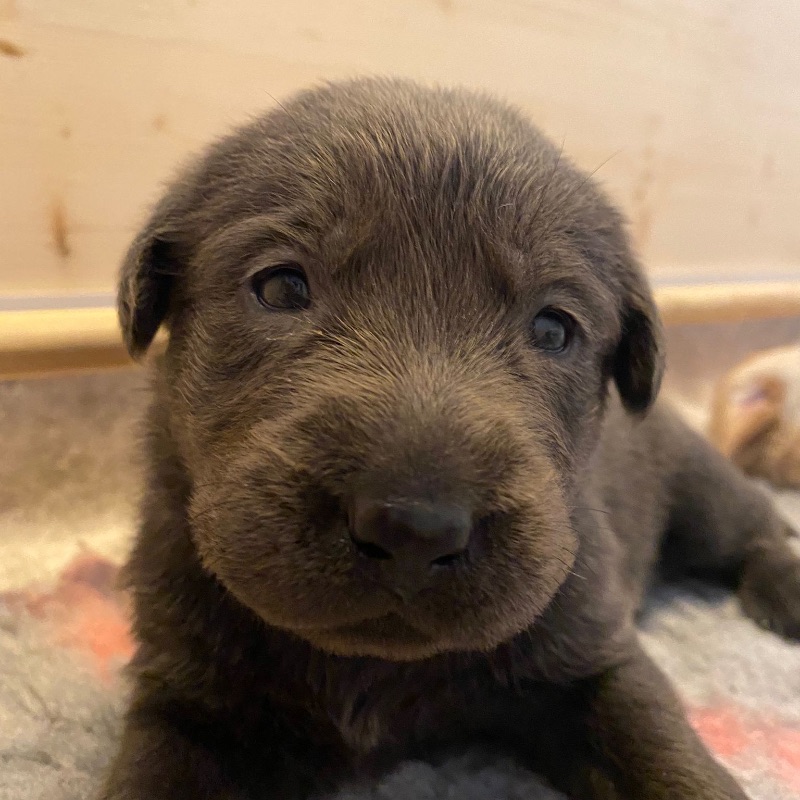 Labradore vom Heidedorf