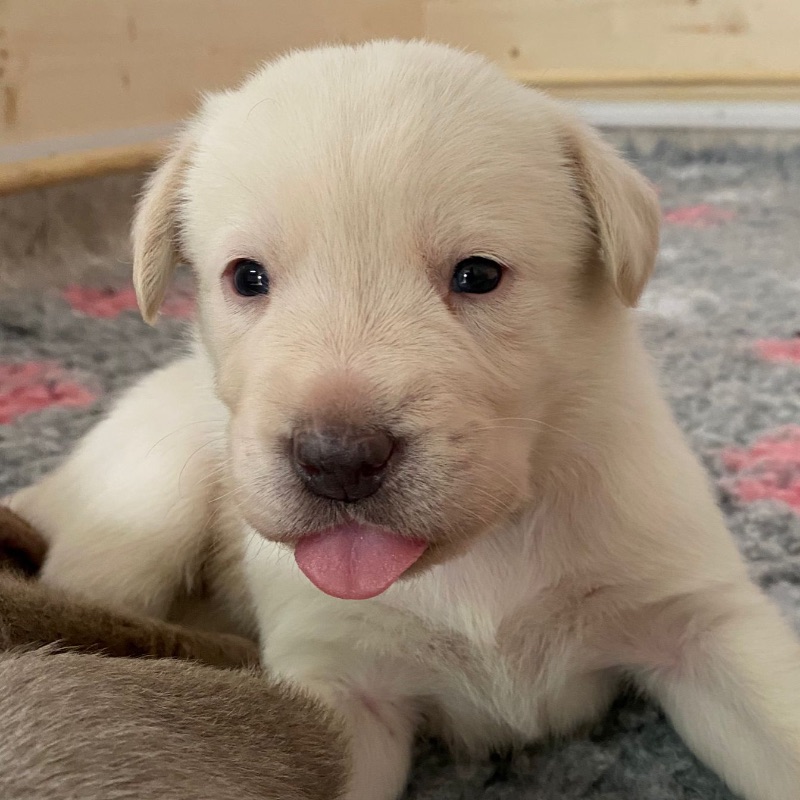 Labradore vom Heidedorf