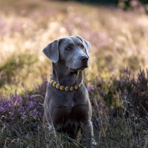 Labradore vom Heidedorf