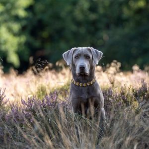 Labradore vom Heidedorf