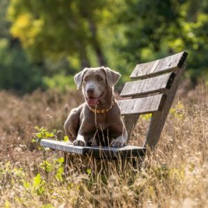 Labradore vom Heidedorf