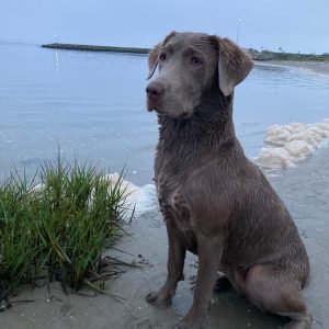 Labradore vom Heidedorf