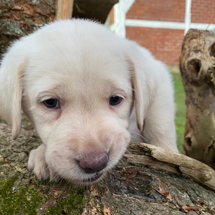 Labradore vom Heidedorf