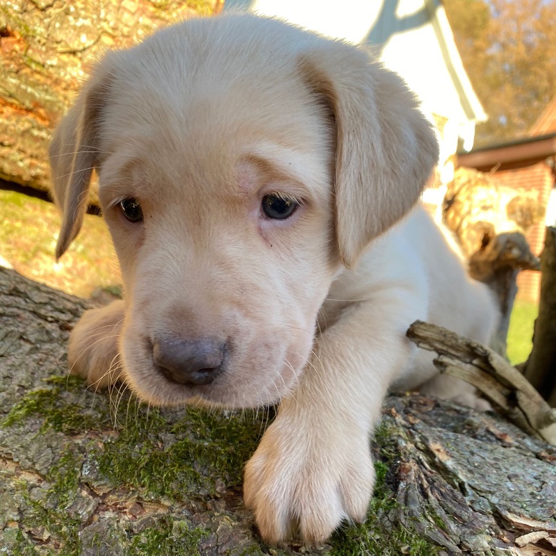 Labradore vom Heidedorf
