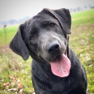 Labradore vom Heidedorf