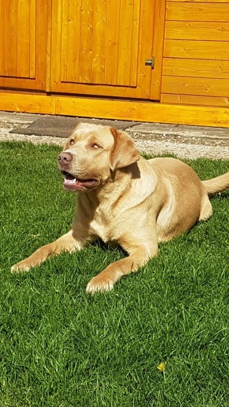 Labradore vom Heidedorf